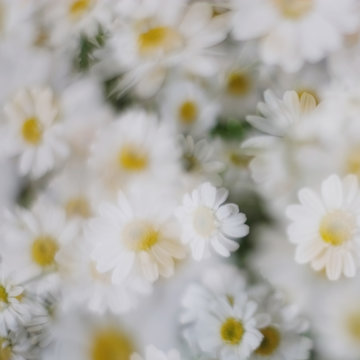 Double exposure shot of chamomiles