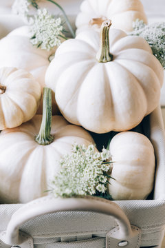 White pupkins