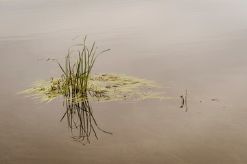 Coastal grass protrudes from the water on the shore of a calm reservoir.