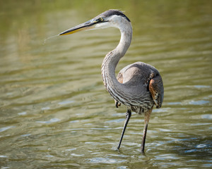 Great Blue heron fishing at Sand Key Park, Clearwater Beach, Florida