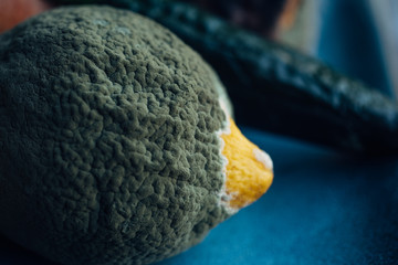 Moldy lemon on a plate