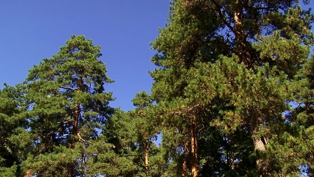 pine forest in sunny weather