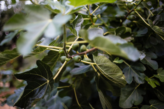 Figs grow on a tree