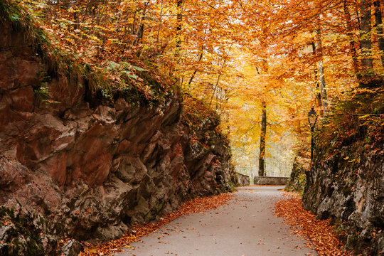Pathway in autumnal woods