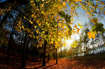 Jesień w parku © ChemiQ