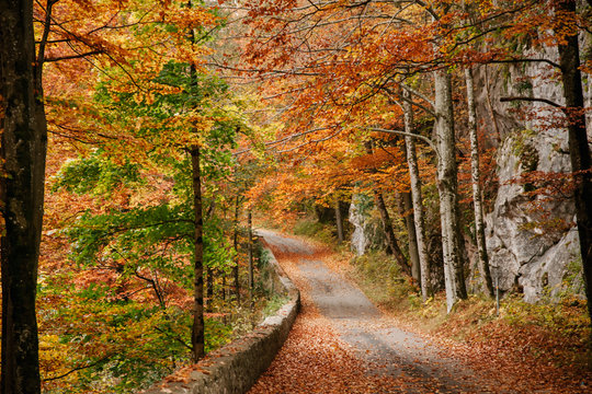 Pathway in autumnal woods