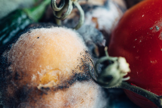 Mold close up on a rotten peach