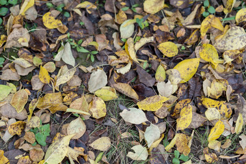 autumn leaves on the ground