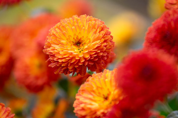delicate little blooming autumn chrysanthemums