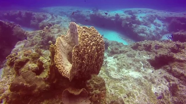 Mexico, Scuba, Diving, Sea, life, ocean, water, diver, underwater, filming, video, film.