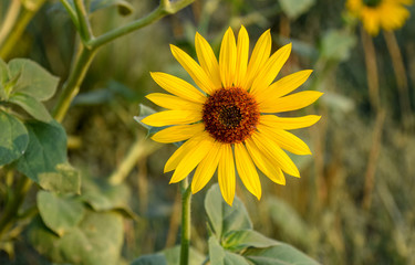 Brown-eyed Susan