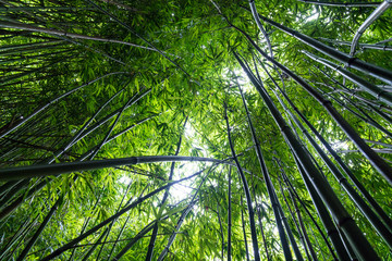 Bamboo Forest on the Pipiwai Trail  (Haleakala National Park, Maui, Hawaii) 