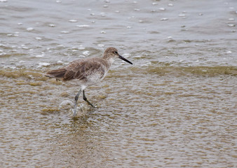 Sandpiper Searching for Breakfast