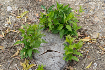Tree stump with fresh sprouts on a fall day in the city park of Dallas.