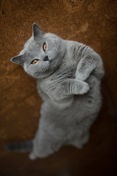British Shorthair Cat