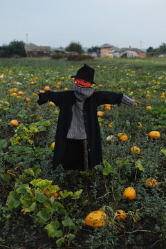 Spooky scarecrow for Halloween in field