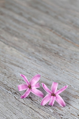 Fototapeta na wymiar Tiny little pink hyacinth flowers on weathered wood background, close-up with copy space