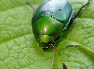 Beetle on the leaves, closeup