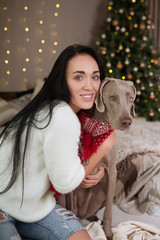 Happy young woman with dog weimaraner are white dog in Christmas interiors at home, smiling and...