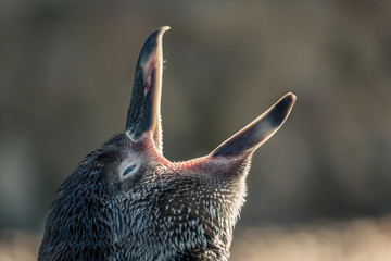 Obraz premium Nahaufnahme eines Pinguin