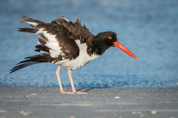 American oystercatcher ruffling feathers at Clearwater Beach, Florida