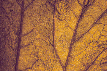 Autumn. Yellowed autumn leaf, shot through, close-up.