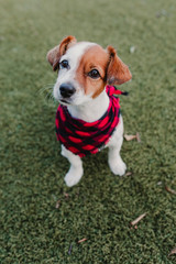 Naklejka na ściany i meble Beautiful portrait of Stylish dog with red and black plaid bandanna sitting on the grass and looking at the camera. Pets outdoors. Modern lifestyle