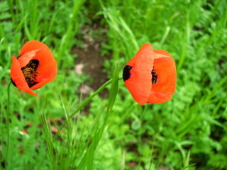 poppy