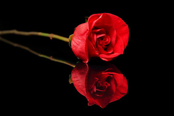 A single red rose reflecting on a black surface