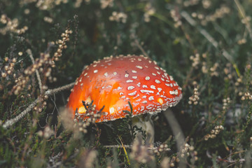 Fly Amanita in Norwegian woods