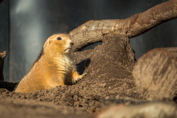 Nahaufnahme eine Präriehundes
