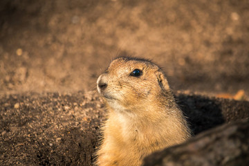 Nahaufnahme eine Präriehundes