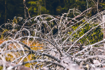 Dead tree in norway in autumn