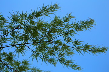 Green branches immersed in paradise