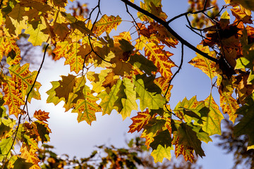 Fototapeta na wymiar Yellow leaves against backlight in Autumn