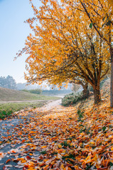 Beautiful autumn park alley. with yellow leaves on the trees background