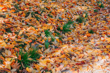 Obraz na płótnie Canvas Yellow Autumn Leaves On The Ground