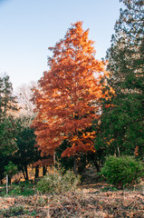 Beautiful autumn park alley. with yellow leaves on the trees background