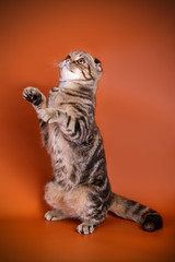 Scottish fold shorthair cat on colored backgrounds