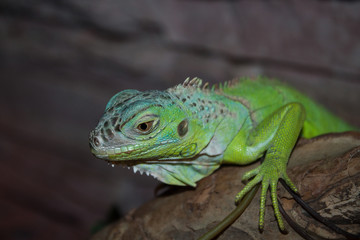 green iguana on a branch