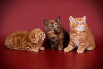 Obraz premium Scottish fold shorthair cat on colored backgrounds