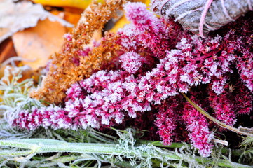 Grass and leaves covered with frost on a cold foggy autumn morning