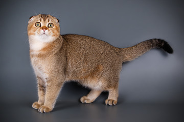 Scottish fold shorthair cat on colored backgrounds