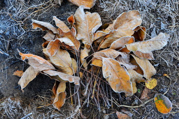 Grass and leaves covered with frost on a cold foggy autumn morning