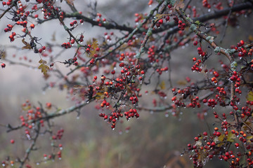 Red hawthorn berries on a frosty morning in November