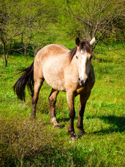 Horse in the pampa biome in Uruguaiana, Brazil
