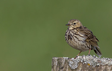 Vogel (Wiesenpieper) auf Zaunpfosten in Tipperne