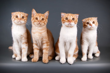 Scottish fold shorthair cat on colored backgrounds