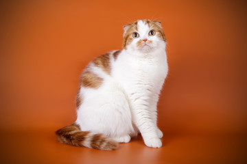 Scottish fold shorthair cat on colored backgrounds