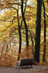  bank im herbstlichen binger wald